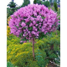 Бузок Мейєра Палібін штамб 0,4-0,6 м